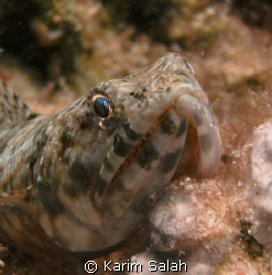 reef lizardfish
Marsaalam
Red sea
Egypt
 by Karim Salah 